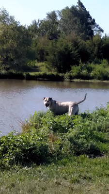 Chisholm Creek Pet Resort Pup Park photo 1